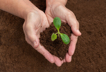 Gardener’s Cupped Hands Planting Young Squash Sprout