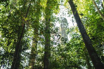 Fototapeta premium Earth Day eco concept with tropical forest background, natural forestation preservation scene with canopy tree in the wild, concept on sustainability and environmental renewable