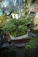 bonsai tree in pot