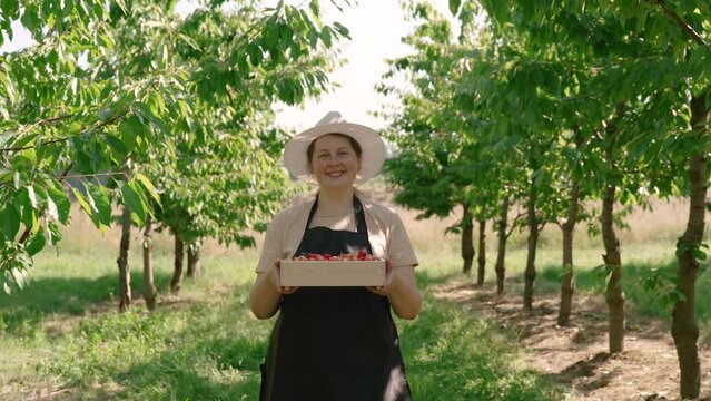 Farmer in hat smiles, holds wooden box with picked ripe cherries. Satisfied woman stands in orchard, looks at camera, shows rich high-quality harvest. Stabilized camera moves backward slowly.