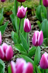 Fototapeta premium pink tulips in the garden