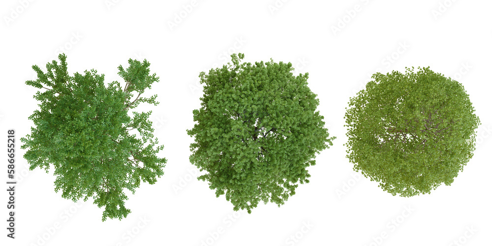 Poster top view collection tree png transparent design, 3d illustration rendering