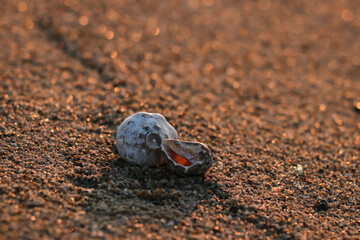 Dos caracolas de mar yacen en la orilla al amanecer