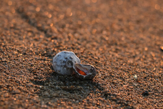 Dos caracolas de mar yacen en la orilla al amanecer