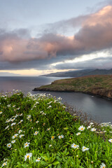 Ponta de Sao Lourenco, Madeira , Portugal. Spring flowers at cliffs in Atlantic Ocean.