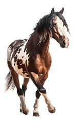 Obraz na płótnie Canvas an equestrian-themed photographic illustration of a painted pinto horse Mustang stallion rearing, jumping, and running on a transparent background in PNG. T-shirt design. Generative AI
