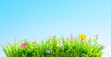 Photo sur Plexiglas Herbe green grass and wild flowers, beautiful spring background
