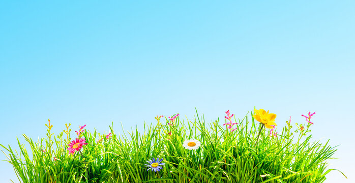 green grass and wild flowers, beautiful spring background