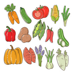 Types of vegetable hand-drawn illustration. Set of vegetables vector illustration.
