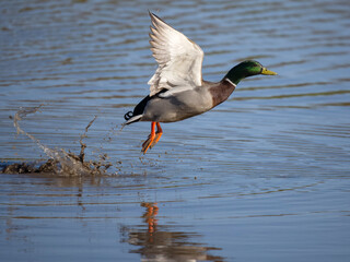 Mallard, Anas platyrhynchos,