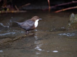 Dipper, Cinclus cinclus