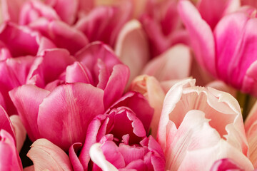 Bouquet of pink tulips close-up, a beautiful bouquet of tulips on the background of nature. Spring landscape. Floral background.