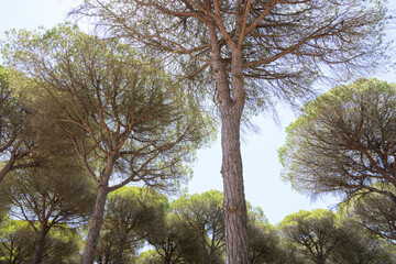 Cádiz,  Barbate, pine forest, nature park, La Breña,  Andalusia 