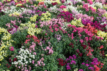 Garden with coloful flowers in springtime 