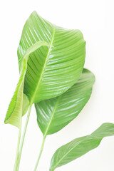 Big leaves in white background 