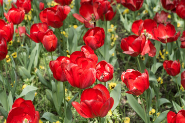 Garden with flower of red tulips, springtime
