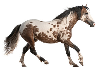 Fototapeta na wymiar an equestrian-themed photographic illustration of a painted pinto horse mustang stallion rearing, jumping, and running on a transparent background in PNG. T-shirt design. Generative AI