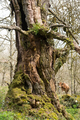 Old chestnut trunk covered with mosses in autumn and cow, nature, sustainable, botany