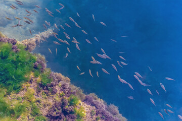Fototapeta na wymiar A school of fish swims around algae under blue water in the Adriatic Sea in Budva, Montenegro. Beautiful natural aqua background with diagonal lines and copy space