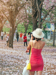 Back view of woman in pink dress wears straw hat and uses her phone to take a picture of the scenery of beautiful pink trumpet tree blooming and falling on ground like the pink road. Outdoor relaxing.