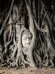 Buddha head in banyan tree roots at Wat Mahathat temple in Ayutthaya Historical Park, Thailand. 