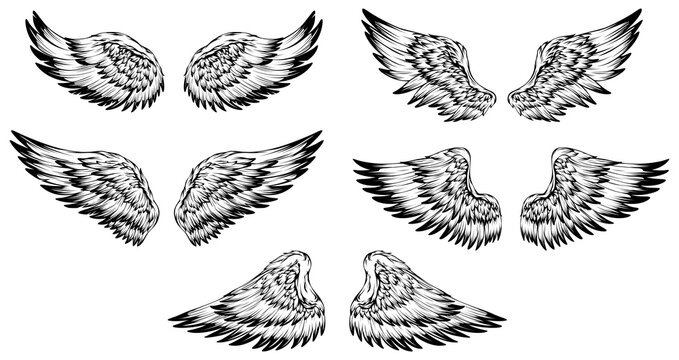 Bird wings illustration tattoo style. Hand drawn design element set.
