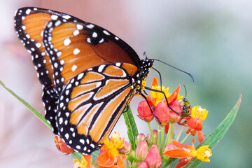 Queen Butterfly Feeding on Milkweed Plant