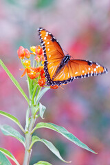 Queen Butterfly Feeding on Milkweed Flowers