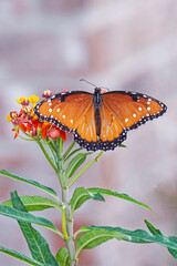 Queen Butterfly on Milkweed Plant