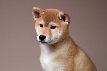 Cute fluffy shiba inu puppy, close-up portrait