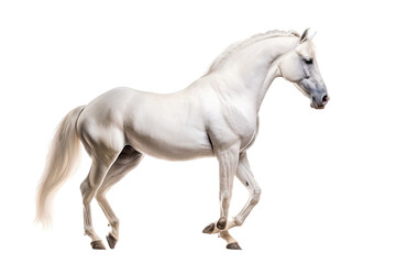 Obraz na płótnie Canvas an equestrian-themed photographic illustration of a white stallion horse colt rearing, jumping, and running on a transparent background in PNG. T-shirt design. Generative AI