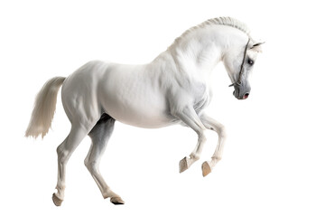 Obraz na płótnie Canvas an equestrian-themed photographic illustration of a white stallion horse colt rearing, jumping, and running on a transparent background in PNG. T-shirt design. Generative AI