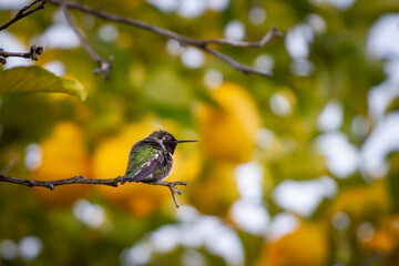 Obraz premium Anna's Hummingbird