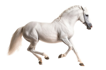 Fototapeta na wymiar an isolated white quarter horse running, side view portrait, equestrian-themed photorealistic illustration on a transparent background cutout in PNG, Generative AI