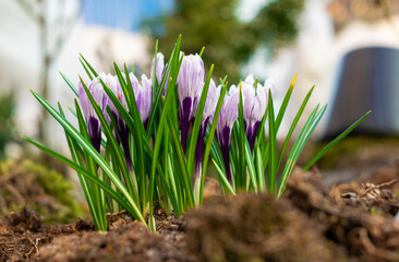 The first spring flowers in the garden, beautiful crocuses.