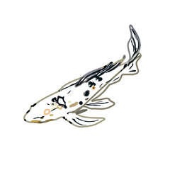 Obraz na płótnie Canvas Koi fish color sketch with transparent background
