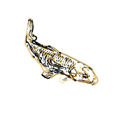 Koi fish color sketch with transparent background