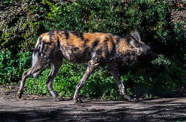 African hunting dog walking in its enclosure. Latin name - Lycaon pictus