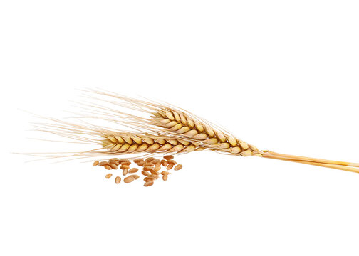 ears of wheat and wheat on a white background