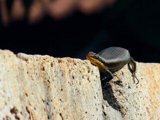 lizard on a brick wall 