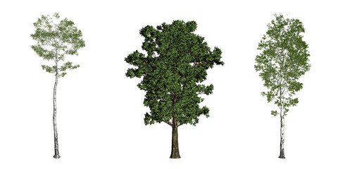 Fototapeta premium Set of 3d tree rendering, for digital composition, illustration, architecture visualization