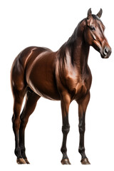 Obraz premium an isolated dark brown and black horse running, jumping, side view portrait, equestrian-themed photorealistic illustration on a transparent background cutout in PNG, Generative AI