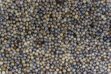 Pile of pearls on the white background. Vietnamese pearls in Ha Long city, Quang Ninh province, Vietnam