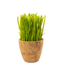 Green grass in a vase. Fresh juicy grass. Lawn. Spring fresh greens. landscaping concept. Spring.