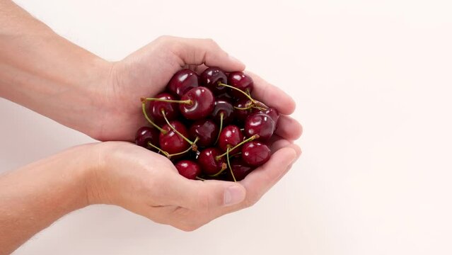 Close-up of male hands holding handfuls of ripe delicious wild cherries on the white background. Concept of healthy food, fruit, vitamins.