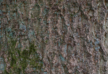 angiosperms, bark, botany, deciduous, deciduous tree, eudicots, fagaceae, fagales, plant, plantae,...