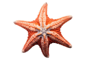 an isolated purple, orange starfish, ocean-themed photorealistic illustration on a transparent background cutout in PNG, generative ai