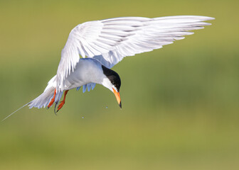 Tern flying over 