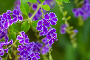 Purple flowers - 586687048