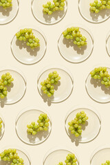 Bunch white grapes on glass transparent plate with shadows at sunlight, minimal style food pattern with summer fruit on beige background, green berries of grape, top view, flat lay, food